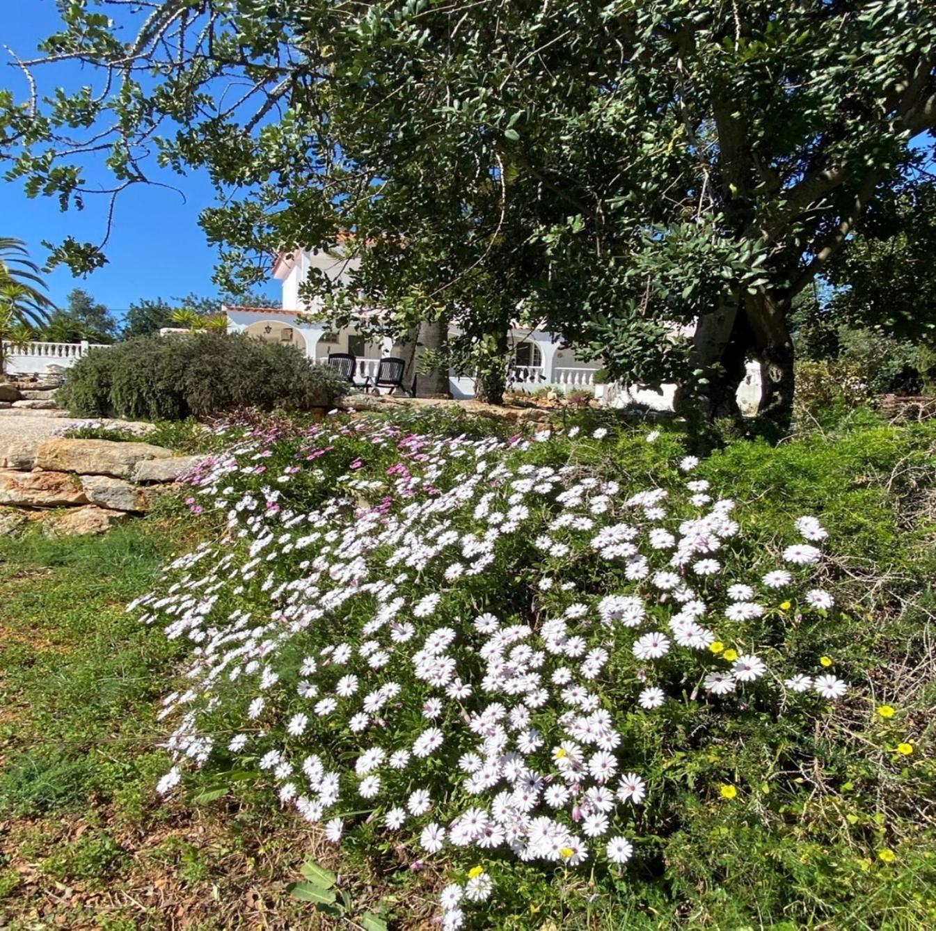 De La Casa Paraiso Avec, En Plus, Terrasse Privative Exterieure Semi Couverte Equipee D'un Salon D'un Coin Repas D'une Kitchenette, La Grande Piscine Et Les Jardins Sont Partages, A Proximite Des Plages De Fuseta Et De La Ria Formosa * Moncarapacho