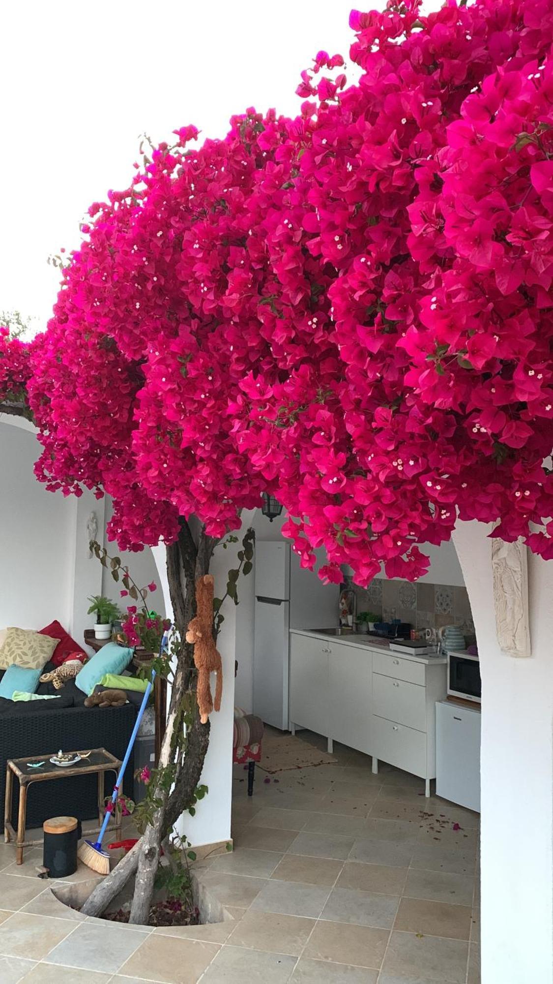 De La Casa Paraiso Avec, En Plus, Terrasse Privative Exterieure Semi Couverte Equipee D'un Salon D'un Coin Repas D'une Kitchenette, La Grande Piscine Et Les Jardins Sont Partages, A Proximite Des Plages De Fuseta Et De La Ria Formosa Holiday home Moncarapacho